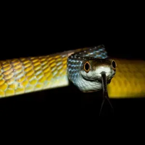 Common Tree Snake (Dendrelaphis punctulata) Common Tree Snake (Dendrelaphis punctulata)
