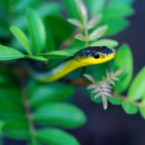 Common tree snake (Dendrelaphis punctulata) Australia Common tree snake (Dendrelaphis punctulata) Australia