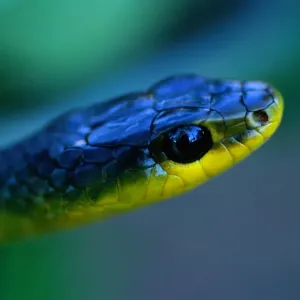 Common Tree Snake Print - Dendrelaphis punctatus Australia