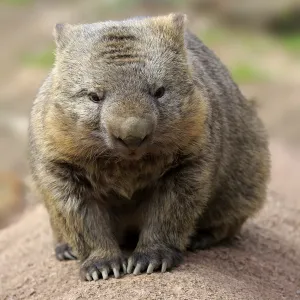 Common wombat, (Vombatus ursinus)