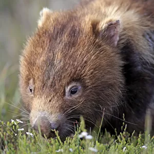 Common Wombat -Vombatus ursinus-, adult, foraging, Wilsons Promontory National Park, Victoria, Australia