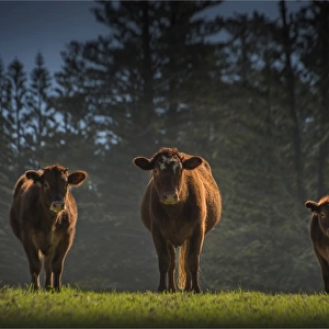 Contented cattle, Norfolk Island
