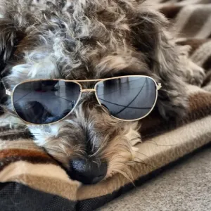 Cool Dude Dog Cool Dude Dog