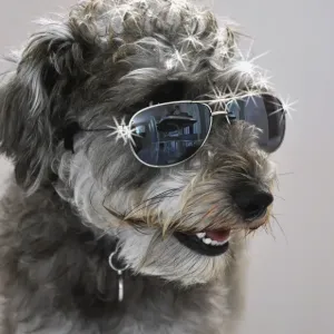 Cool Dude Dog Cool Dude Dog