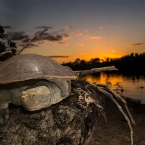 Cooper Creek Turtle, Longreach QLD