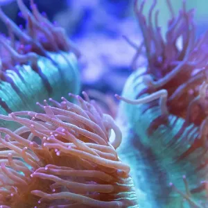 Coral in an aquarium. Australia