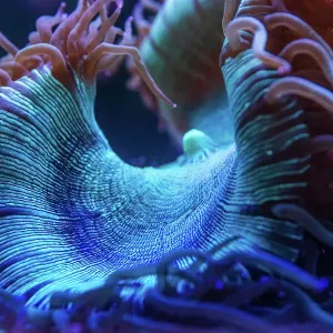 Coral in an aquarium. Australia