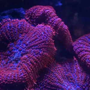 Coral in an aquarium. Australia