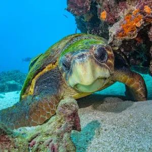 Coral Gardens, Great Barrier Reef