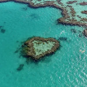 Coral Reef, Heart Reef, part of Hardy Reef, Outer Great Barrier Reef, Queensland