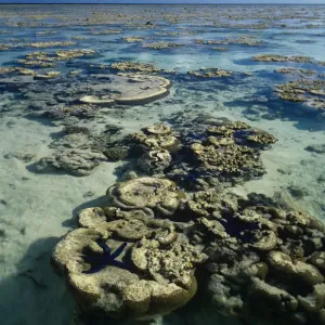 Coral reef starfish and clams in Great Barrier Reef Coral reef starfish and clams in Great Barrier Reef