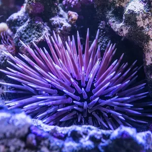 Coral and a spiky sea anemone. Australia