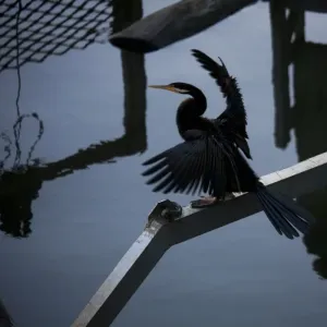 Cormorant Bird on Yarra River Australia Cormorant Bird on Yarra River Australia