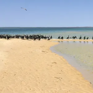 Cormorant colony (Phalacrocorax) on the beach, Monkey Mia, Shark Bay, Western Australia, Australia