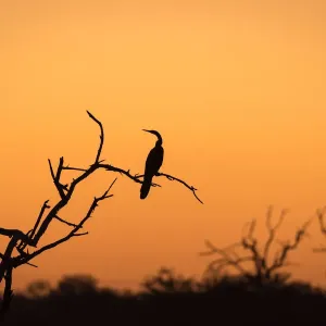 Cormorant Print: Sunset Tree Silhouette
