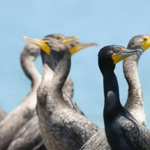 Cormorants