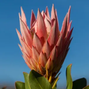 Coronet de Protea Contre un Ciel Bleu