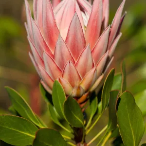 Coronet Protea with Natural Background