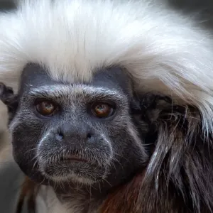 Cotton-top tamarin Cotton-top tamarin