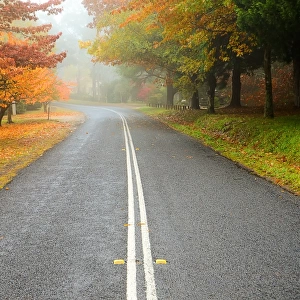 Empty country road in autumn mist