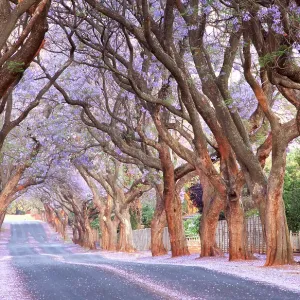 Country road and Jacaranda trees, Pretoria, South Africa