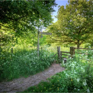 A countryside laneway in Dorset, England