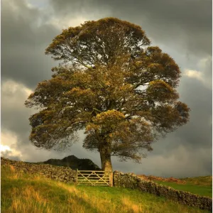 Countryside near Ambleside, Lakes District, England, United Kingdom