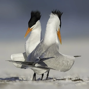 Courting Royal Terns