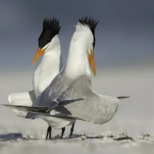 Courting Royal Terns