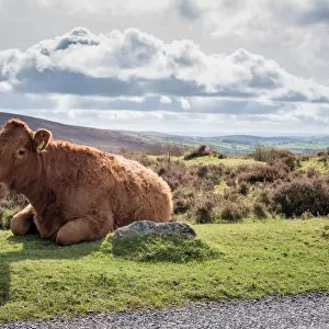 Cow lying on the side of the road, Dartmoor National Park