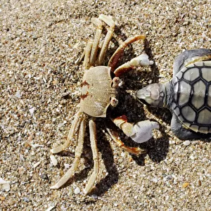 Crab (Brachyura) with dead Sea Turtle (Cheloniidae) as prey, Cape York Peninsula, Queensland, Australia