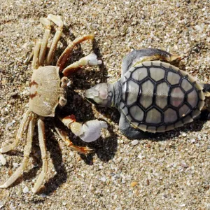 Crab (Brachyura) with dead Sea Turtle (Cheloniidae) as prey, Cape York Peninsula, Queensland, Australia