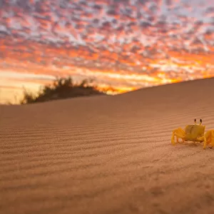 Crab walking on the desert sand, WA