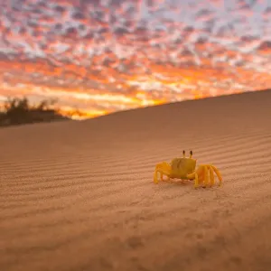 Crab walking on the desert sand, WA Crab walking on the desert sand, WA