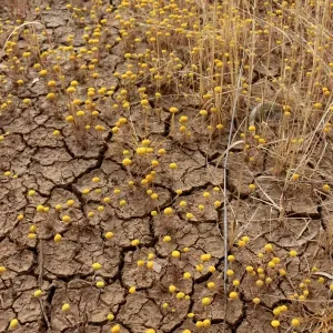 The cracking up of the earth has not deterred these yellow wildflowers