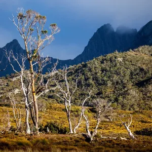 Cradle Mountain. Tasmania. Australia Cradle Mountain. Tasmania. Australia