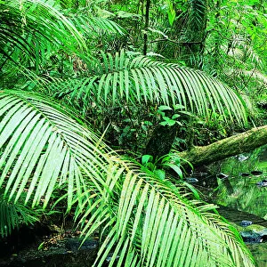 Creek Flowing Through a Palm Grove, Tropical Rainforest, Queensland, Australia