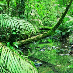 Creek Flowing Through a Palm Grove, Tropical Rainforest, Queensland, Australia