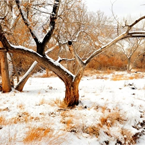 Mill creek in Moab, with a winter fall of snow, Utah, United States