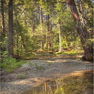 Creek reflections, Yosemite national park, California