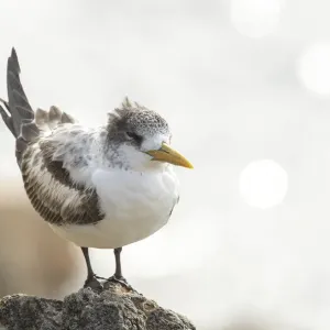 Crested Tern