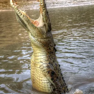 Crikey Mate