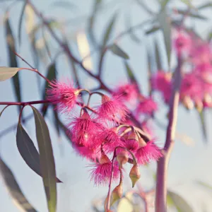 Crimson eucalyptus flowers bursting into bloom