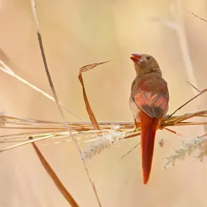 Crimson finch