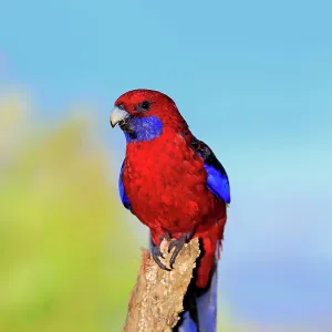 Crimson rosella