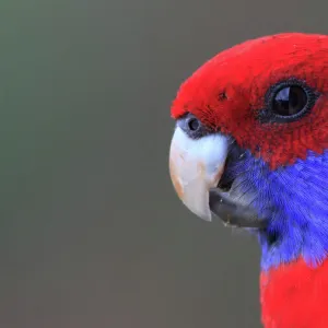 Crimson Rosella