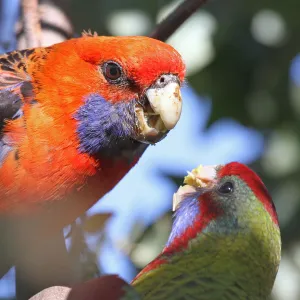 Crimson Rosella