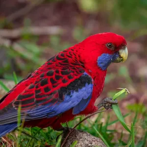 Crimson Rosella Print, Lamington National Park Scene Crimson Rosella Print, Lamington National Park Scene