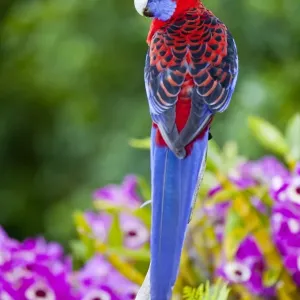 Crimson Rosella & backdrop of orchids Lamington NP