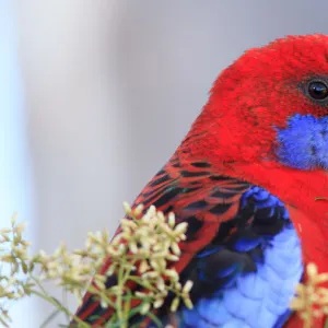 Crimson Rosella eating flowers